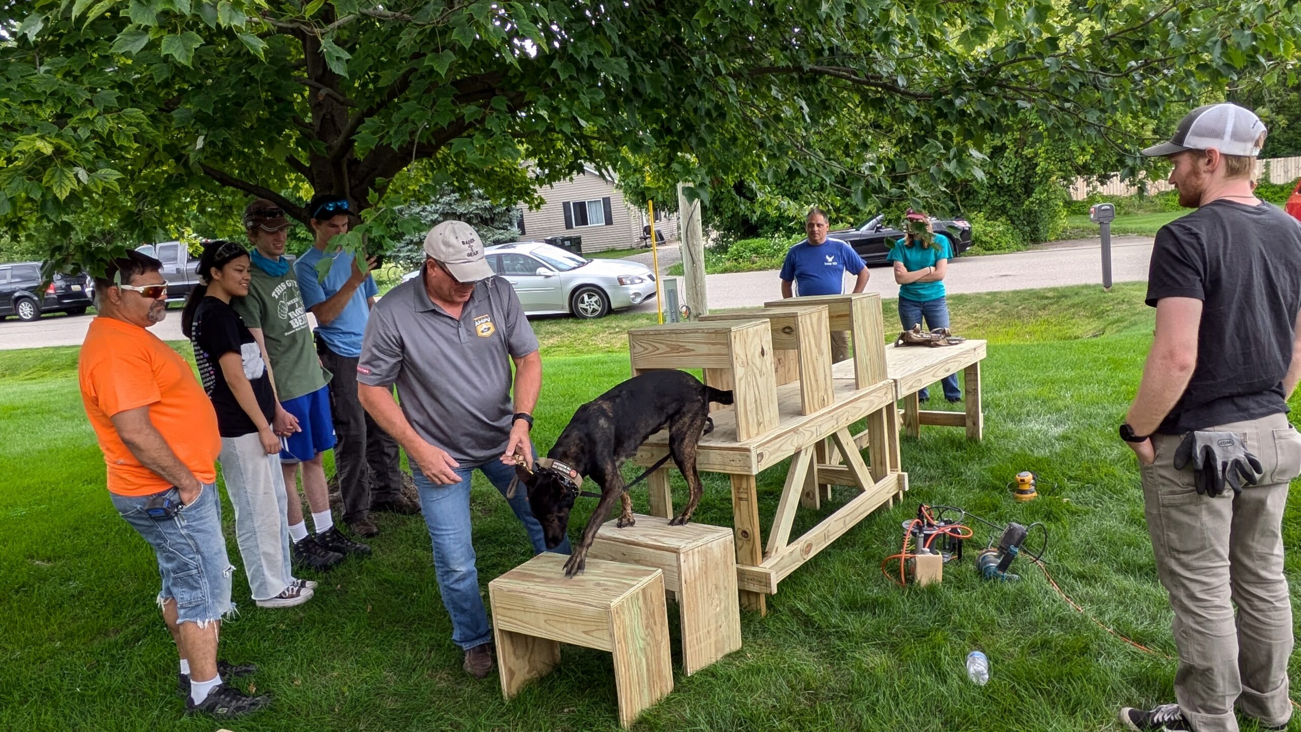 Dog going under a bench on a table and down onto two benches